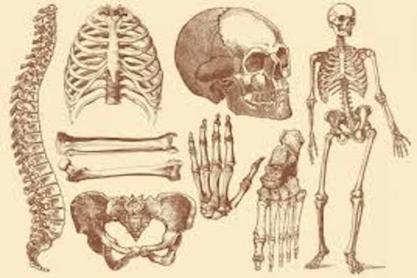 Tahukah Kamu Berapa Jumlah Tulang Yang Kita Miliki